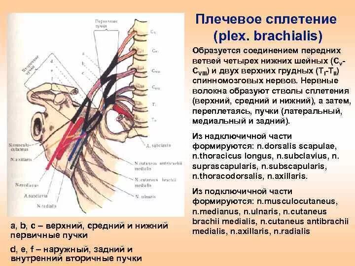 Первичные стволы плечевого сплетения. Топография и области иннервации нервов плечевого сплетения. Сплетения спинного мозга. Плечевое сплетение таблица иннервации.