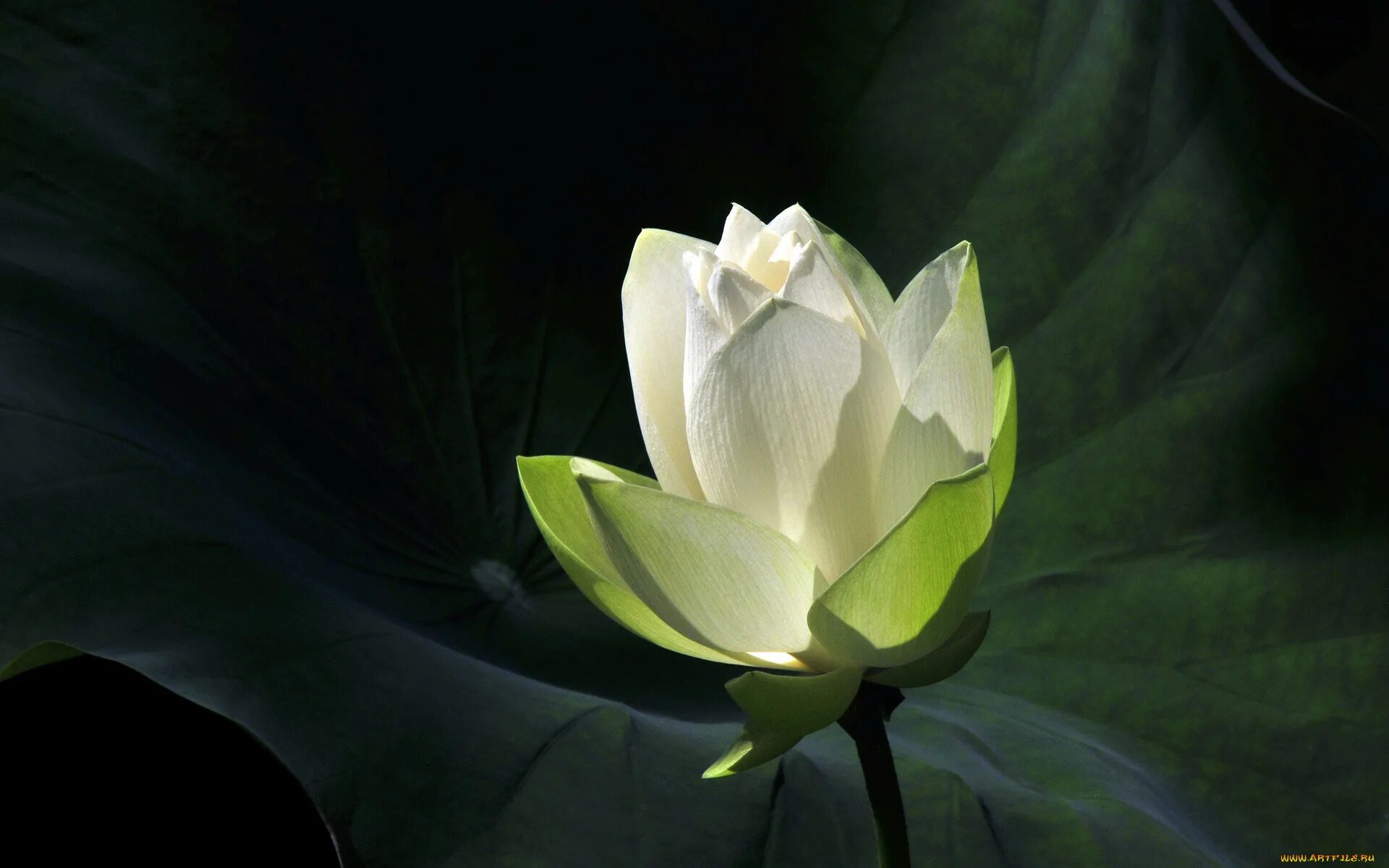 лотус фловер. белый лотос растение. белый лотос год. белый лотус. тысячелепестковый белый лотос.