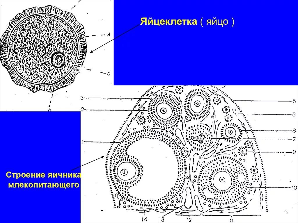 Строение яичника анатомия. Яичник млекопитающего гистология. Строение яичника млекопитающих. Строение яйцеклетки млекопитающего. Строение яичника.