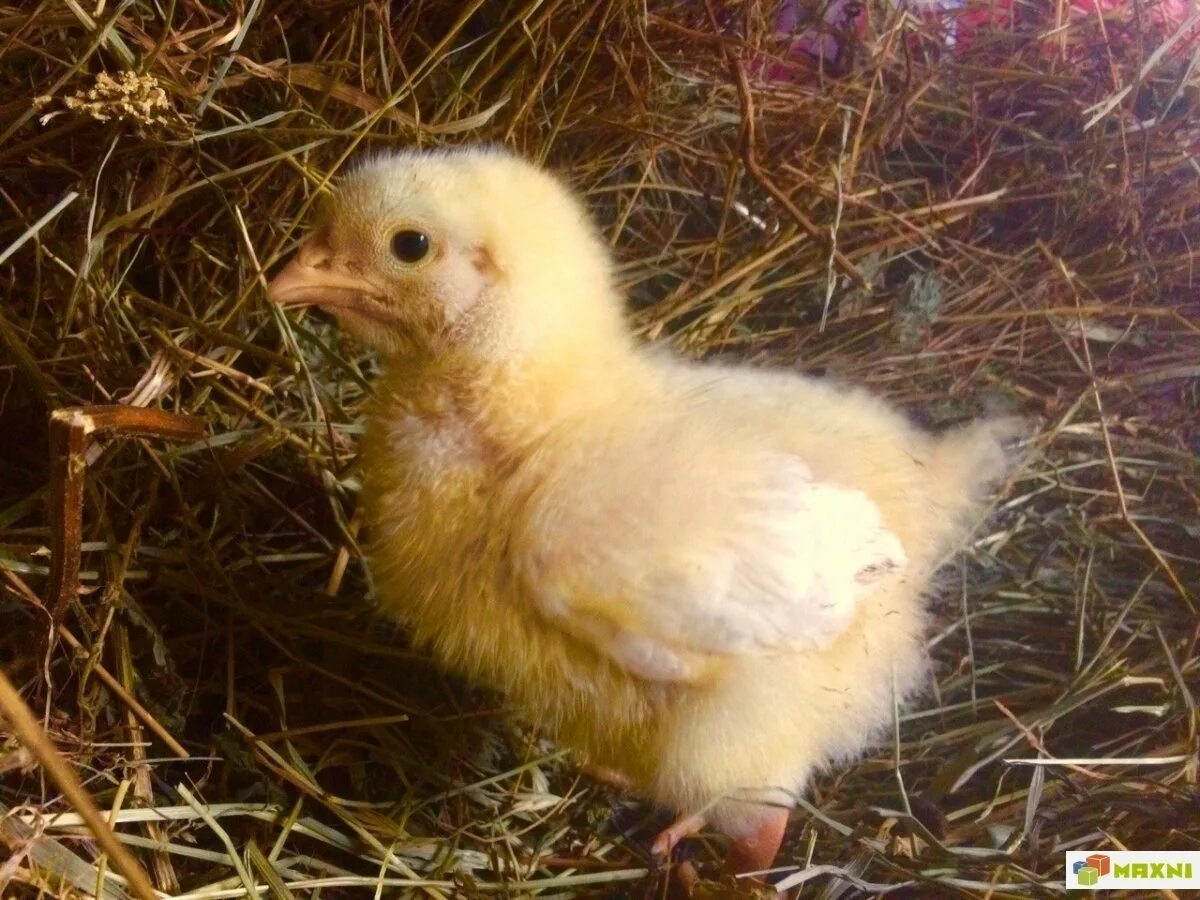 Новорожденные цыплята фото. Суточные цыплята Суджа. Фото цыплят ПКШ. Как выглядят двухмесячные цыплята несушки хохлатки.