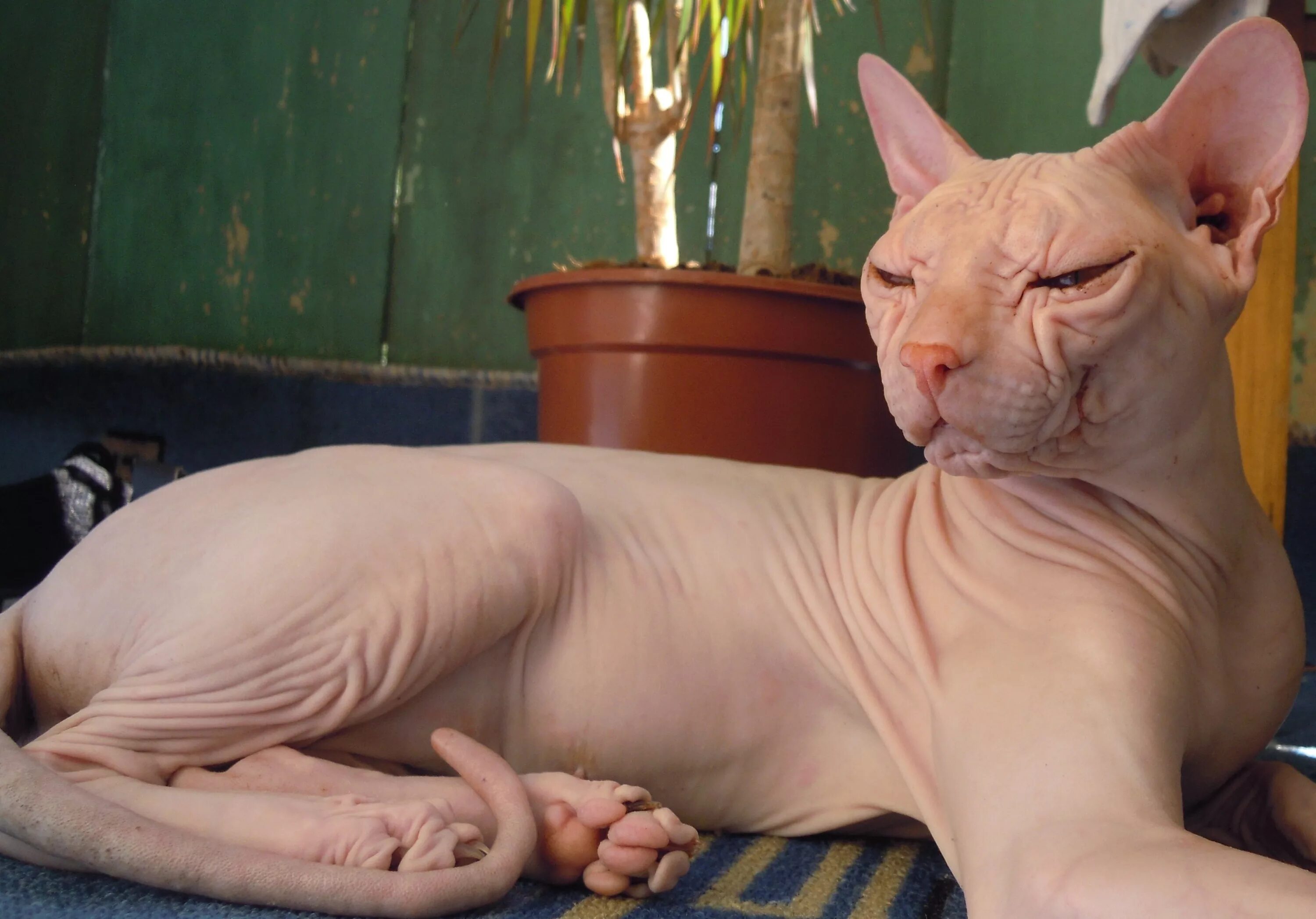 моча сфинксов