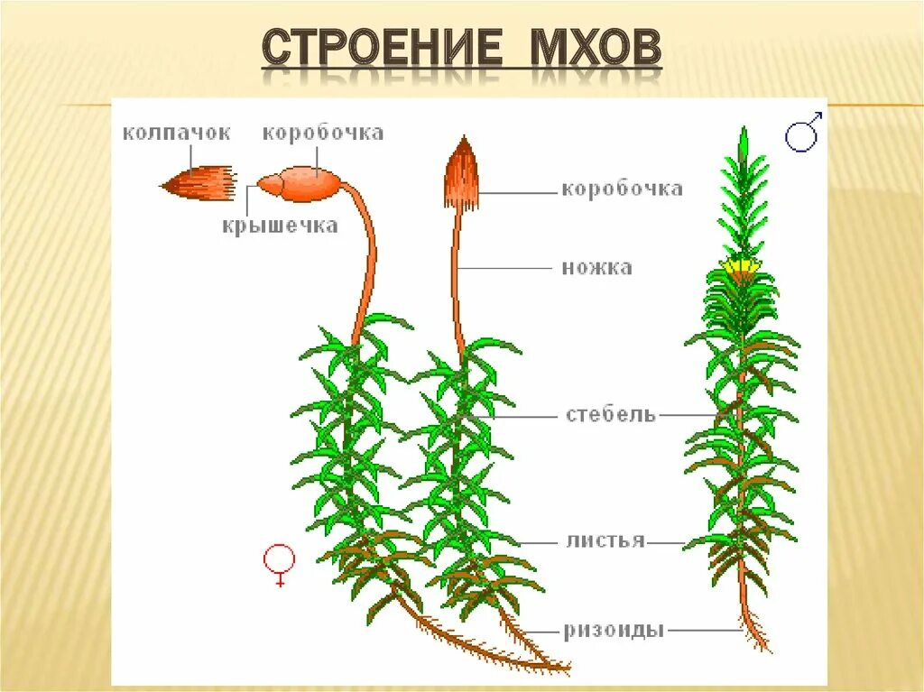 Органы строение мха. Строение стебля мха Кукушкин лён. Мох сфагнум строение. Верхушка стебля Кукушкин лен. Кукушкин лен строение стебля.