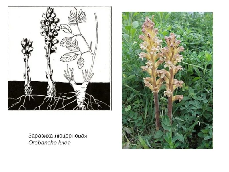 Заразиха (orobanche. Заразиха (волчок). Заразиха подсолнечная семена. Заразиха относится к неподвижным губкам. Заразиха подсолнечная.