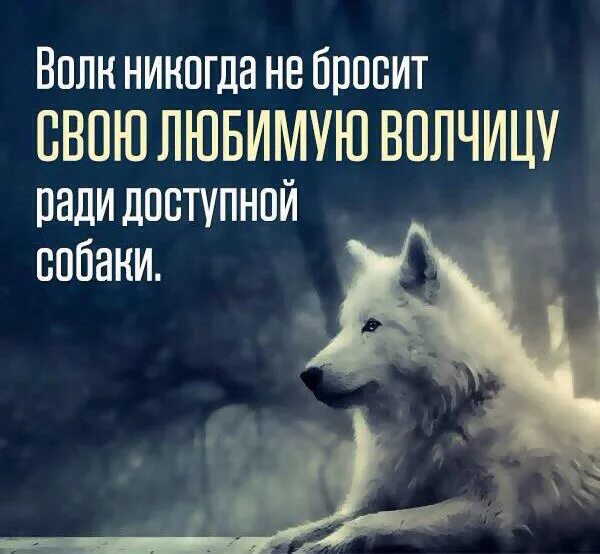 Тотем волка (2015). Волчица. Волк кину. Волк кину. Волк кину.