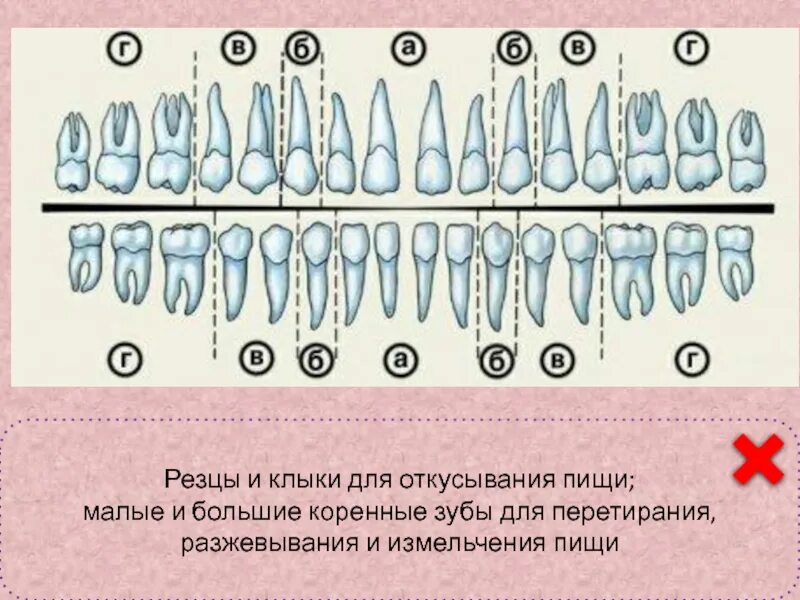 Функции резцов
