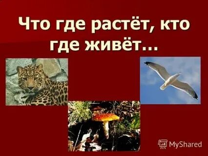 Что где она живет