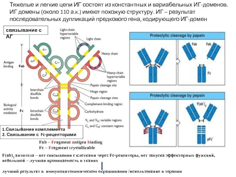 Вариабельные домены иммуноглобулинов. Легкие цепи иммуноглобулинов. Лёгкие и тяжёлые цепи иммуноглобулинов. Фаб фрагмент иммуноглобулина. Домены антител