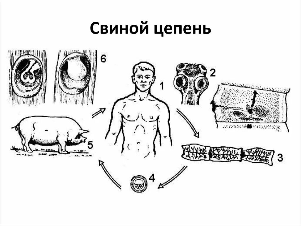 Какая стадия свиного цепня разовьется в человеке. Жизненный цикл свиного цепня рисунок. Жизненный цикл свиной цепень схема. Жизненный цикл свиного цепня. Бычий цепень цикл развития.