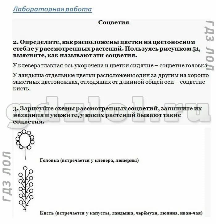 Лабораторная работа по биологии 6 класс. Соцветия 6 класс биология Пасечник. Лабораторная по биологии 6 класс соцветия.