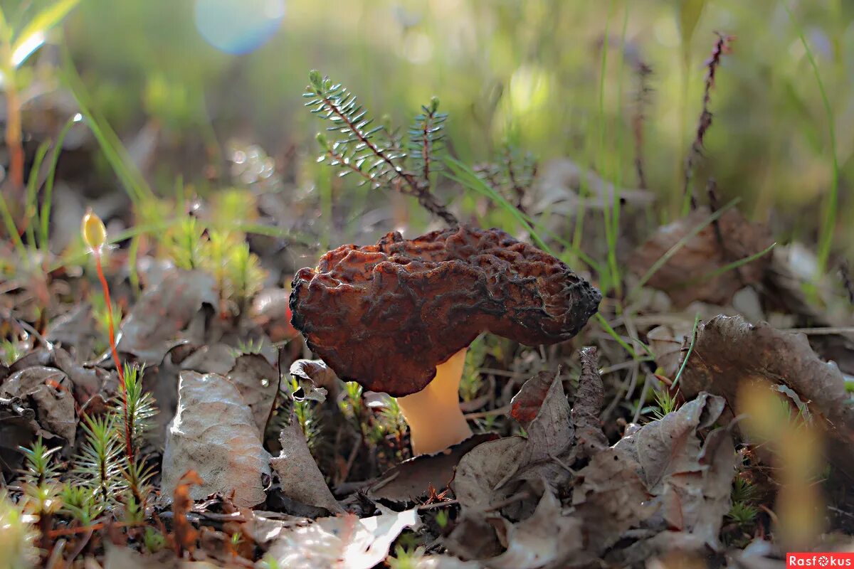 Первый гриб. Грибы Карелии весенние. Весенние кучерявые грибы. Первый весенний гриб на Северо западе. Весенние грибы под листьями.