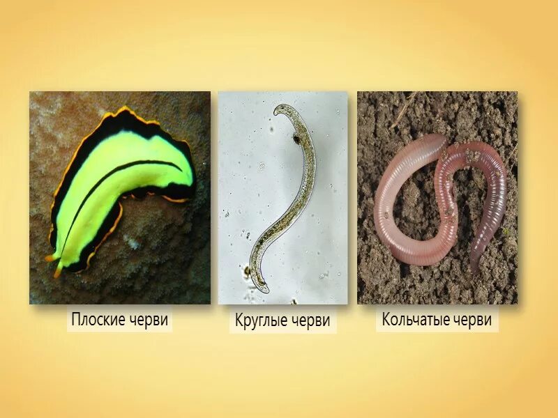 Картинки ПЛОСКИЕ КРУГЛЫЕ И КОЛЬЧАТЫЕ ЧЕРВИ КРАТКО