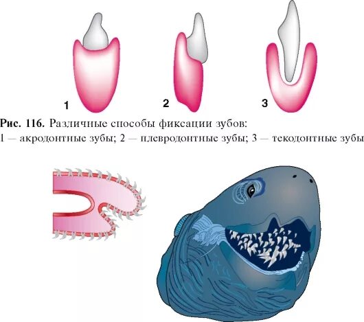 Дифференциация зубов млекопитающих