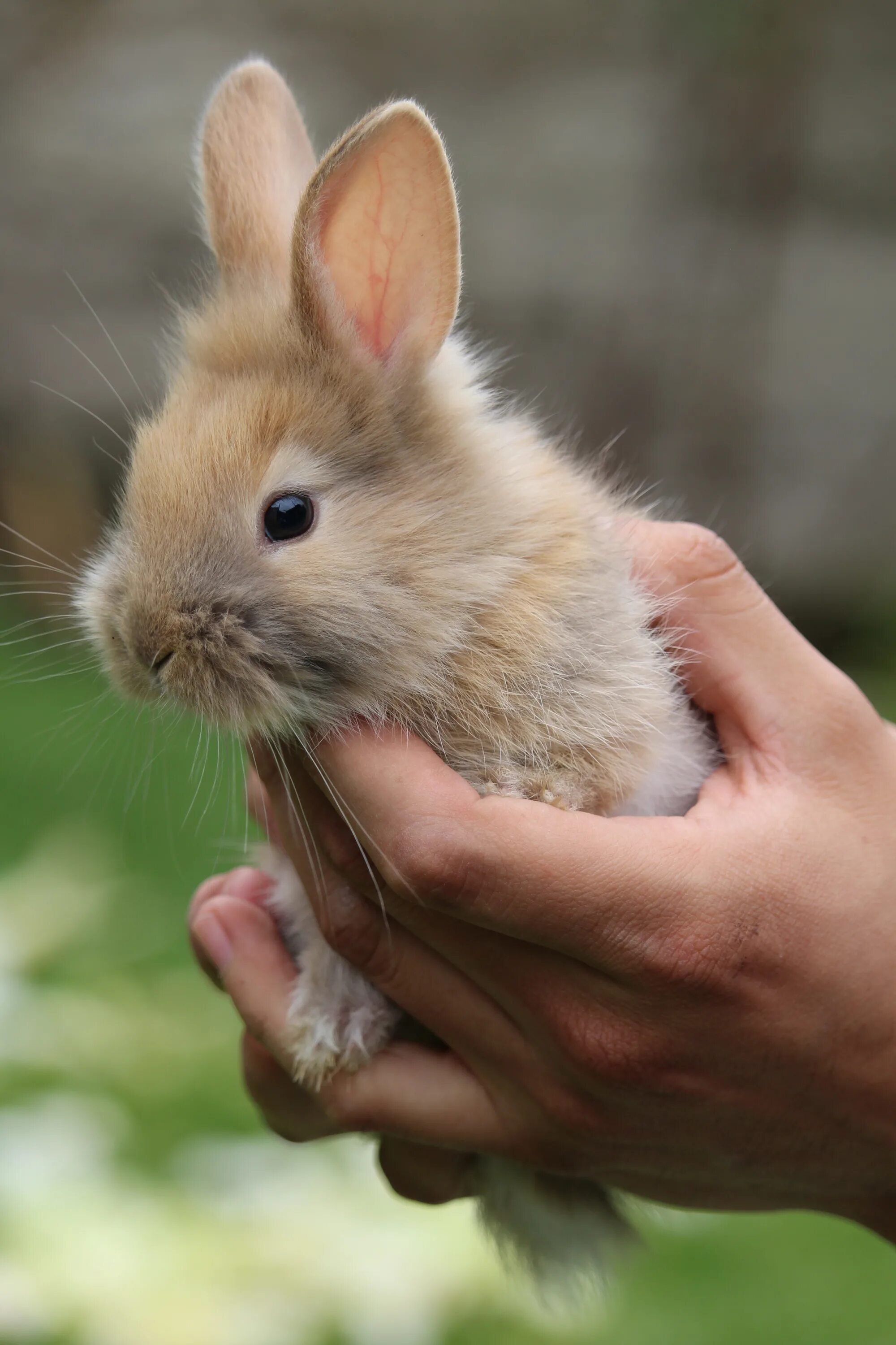 Rabbit pro