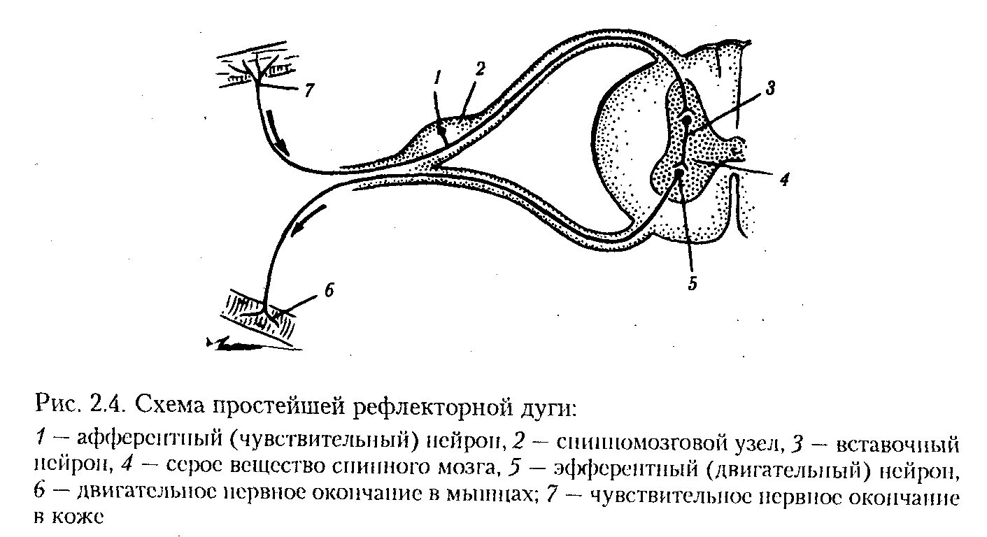 Схема 3 нейронной рефлекторной дуги. Строение рефлекторной дуги. Звенья рефлекторной дуги строение. Схема рефлекторной дуги биология 8.