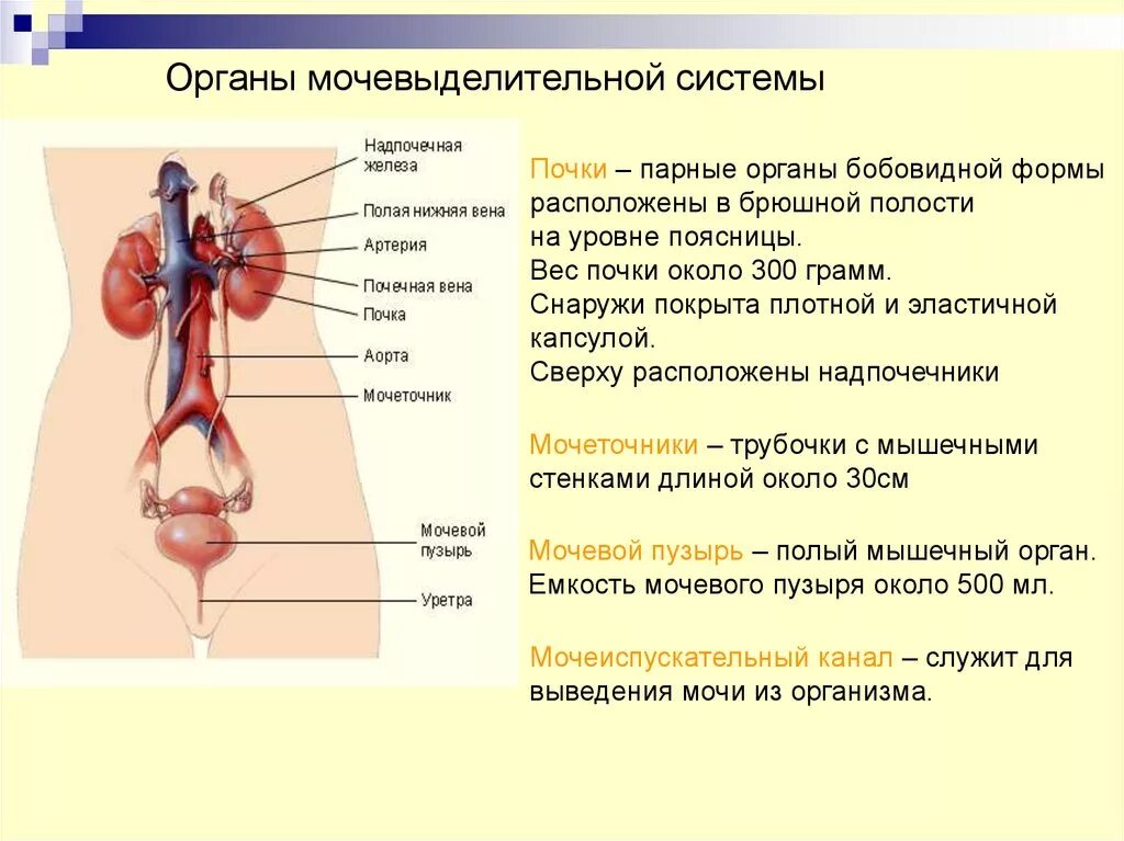 Органы выделения мочевыделительная система. Анатомия мочевыделительной системы. Основные органы мочевыделительной системы. Схема мочевыделительной системы человека. Парные органы в организме