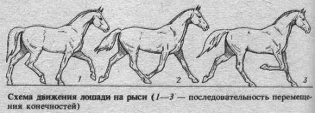 Передвижение лошади. Галоп Аллюр лошади схема. Аллюр вид бега лошади. Рысь Аллюр лошади. Рысь Аллюр лошади схема.