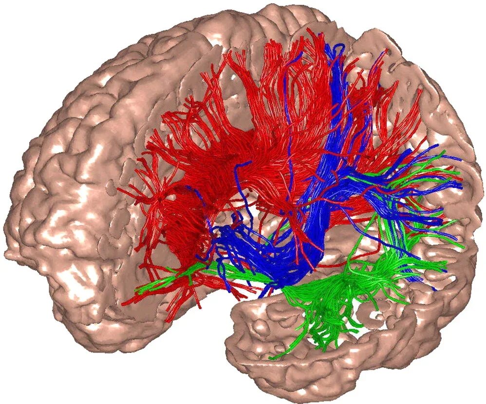 Таламо-кортикальная система мозга. Таламо-кортикальная система. Neuroanatomical terminology.