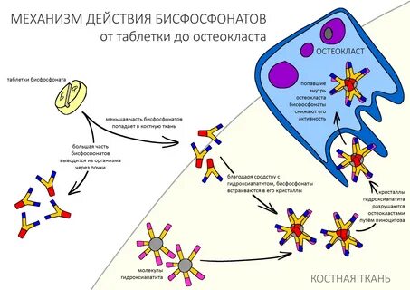 Бисфосфонаты что это за препараты