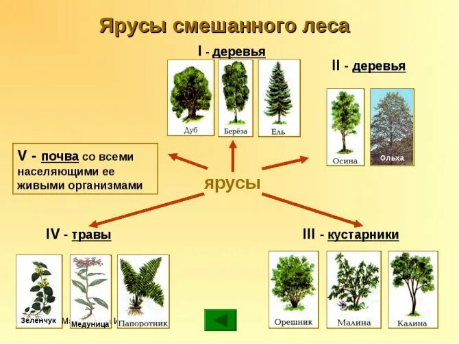 Сколько ярусов в лесу. Ярусы растительности леса. ярусы смешанного леса. растения разных ярусов. ярусность растений леса.