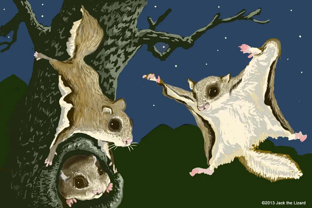 Белая белка летяга. Белка летяга обыкновенная рисунок. Белка летяга детям. Белка летяга детям. Белка летяга анатомия.