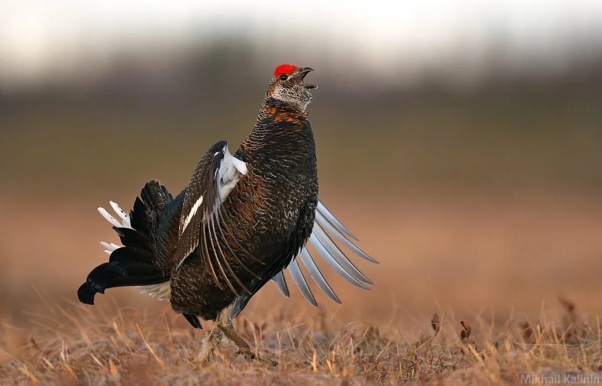 Тетерев-косач. Полынный (шалфейный) тетерев. Шалфейный тетерев самка. Тетерев и глухарь. Краснобровый тетерев.