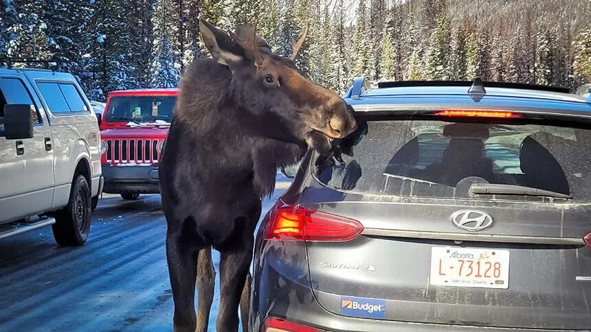 Лось ушел. Канадский Лось. Moose машина.