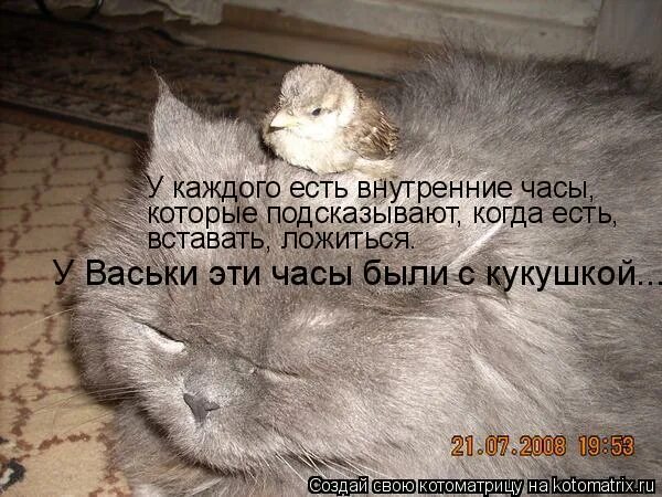 встаньте лягте. рано вставать прикол. наташа и коты оригинал. вставай мем. я встал было ела ела.