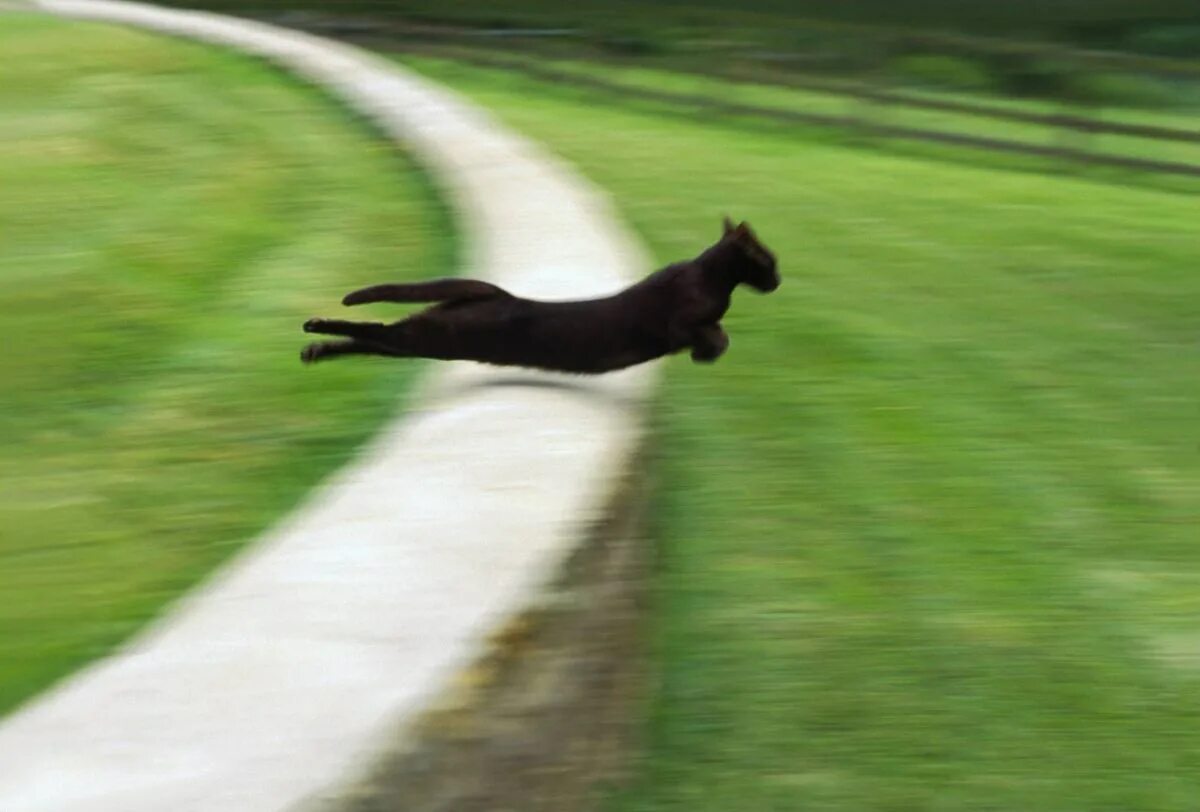 Кошка в прыжке. Кошка в движении. Коты убегают. Кот убегает. Кошка бежит.