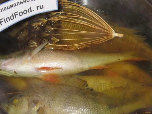 Окунь варка. Как отварить окунь. Морской окунь вареный. Окунь вареный. Отварная рыба окунь.