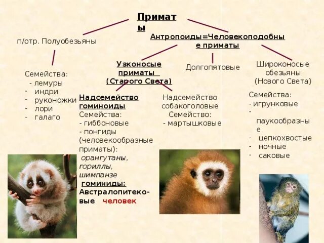 Общие черты приматов. Широконосые и узконосые обезьяны характеристика. Подотряд высшие приматы представители. Отряд приматы систематика. Отряд полуобезьяны представители.