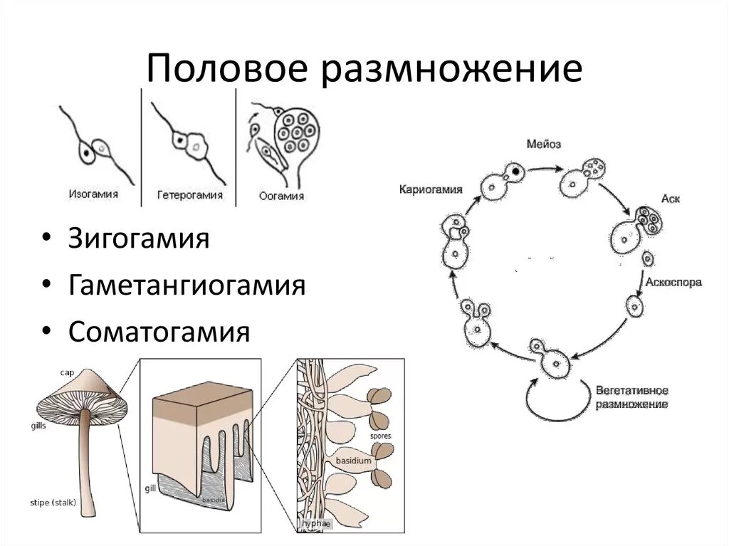 Схема полового размножения грибов. Половое размножение грибов микробиология. Зигогамия зигомицетов. Размножение грибов схема. Вегетативные споры грибов