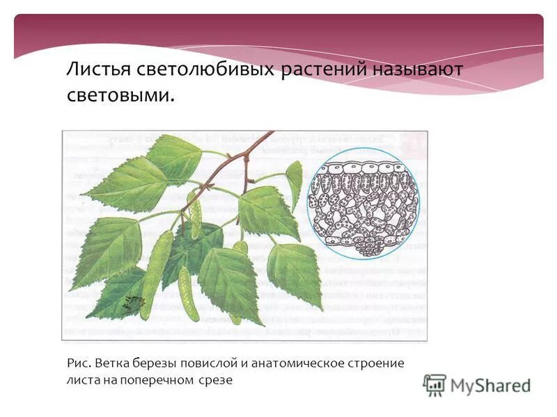 Строение листа биология 6 класс внутри. Тест по теме строение листа. Тест лист 6 класс. Строение листа биология 6 класс внутри. Гортензия жилкование листьев.