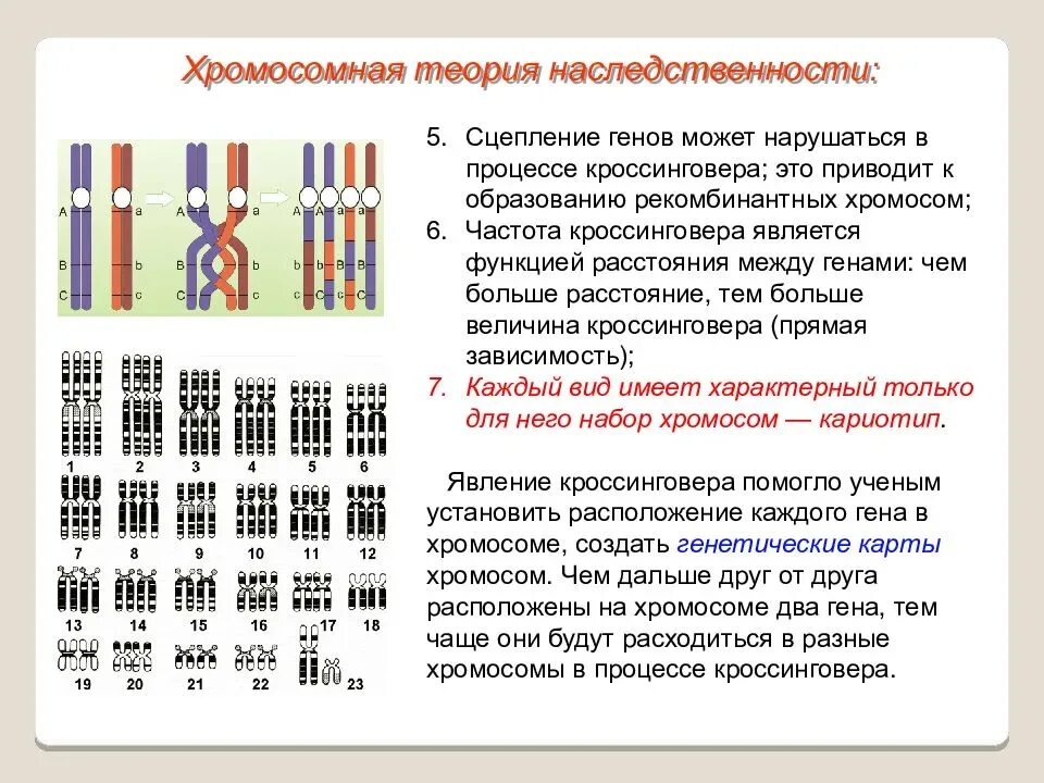 Положениями хромосомной теории наследственности является. Хромосомная теория наследования ЕГЭ. Кроссинговер и независимое наследование признаков. 2. Хромосомная теория наследственности. Генетическая карта хромосом человека.