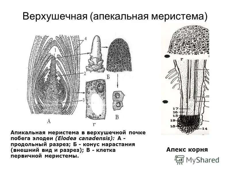 Верхушка побега и корня. Апикальная меристема элодеи. Апикальная меристема побега элодеи канадской. Апикальная меристема корня. Верхушечная меристема побега элодеи канадской.