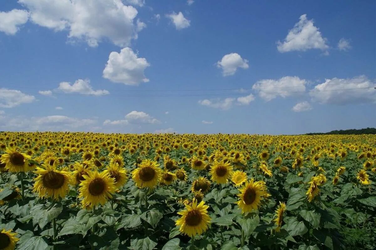 Красоты кубани. На кубани мы живем. Кубань краснодарский край. Кубанский край. Кубань просторы кубани.