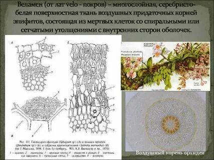 Ткани из мертвых клеток