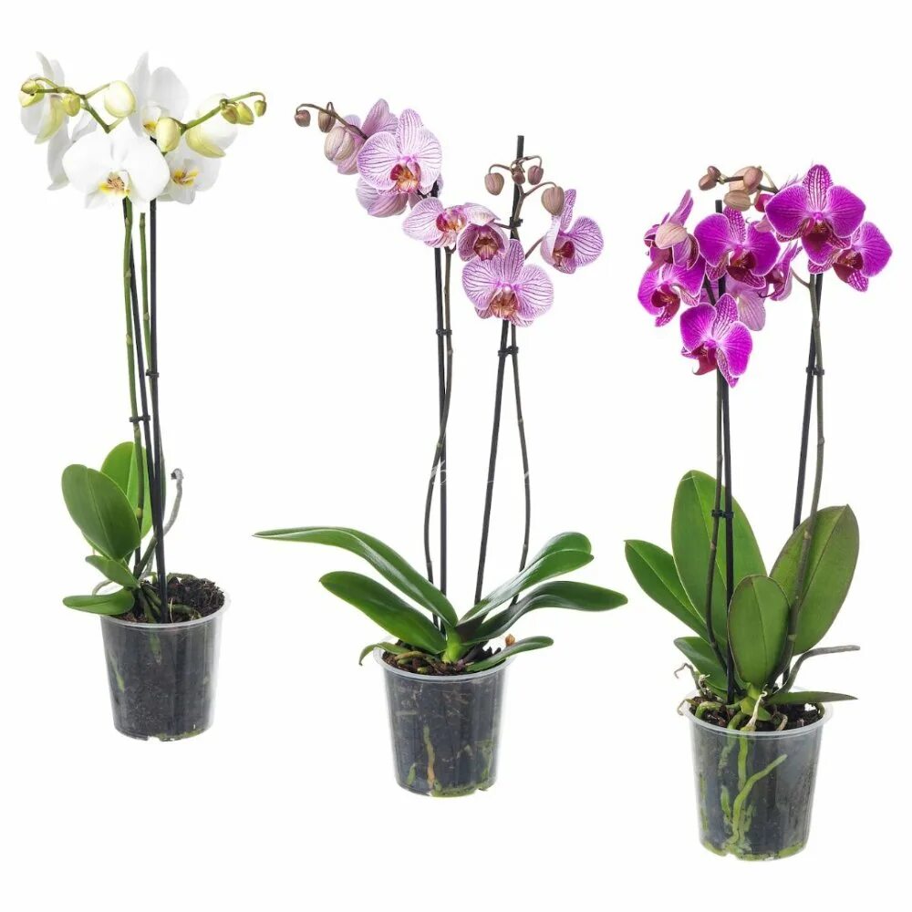 Где купить орхидею. Фаленопсис икеа. Орхидея фаленопсис икеа. Растение Горшечное фаленопсис. Фаленопсис микс 2 ствола.