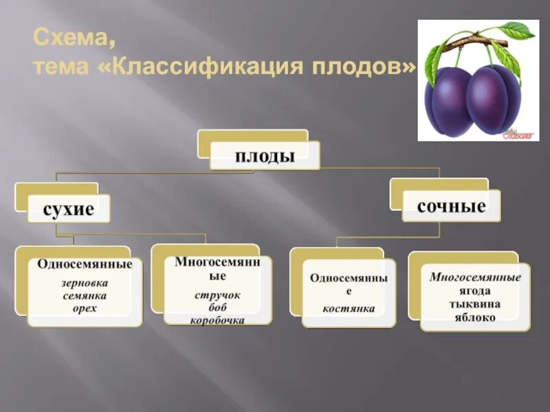 Сухие и сочные плоды биология 6 класс. Сухие односемянные растения. Плоды, классификация плодов 6 кл биология. Сухие плоды биология 6 класс. Простые плоды сложные плоды соплодия