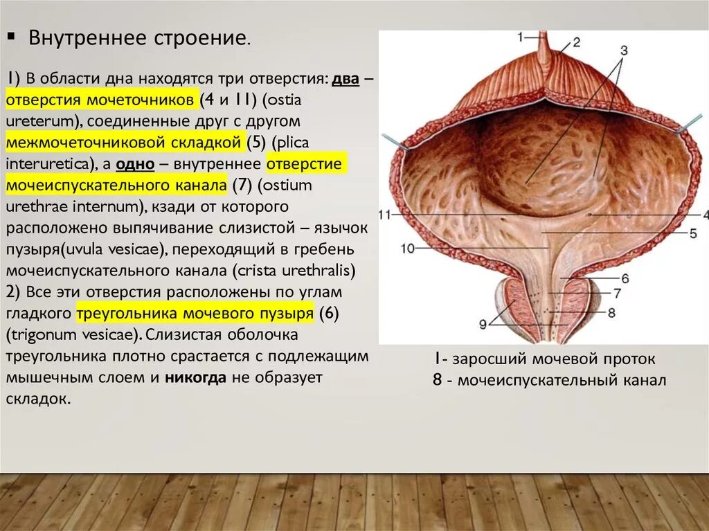 Задняя поверхность мочевого пузыря у мужчин прилежит. Анатомия мочевого пузыря дно верхушка. Строение мочевого пузыря верхушка. Мочевой пузырь анатомия латынь. Внутреннее строение мочевого пузыря анатомия.