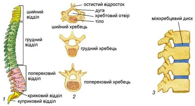 Типы соединения поясничного отдела