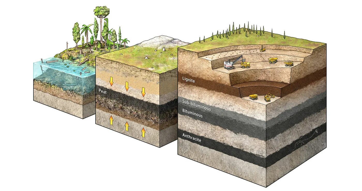 Угольный пласт в разрезе. Пласты грунта в разрезе. Геология слои почвы. Пласт (Геология). Образование залежей каменного угля