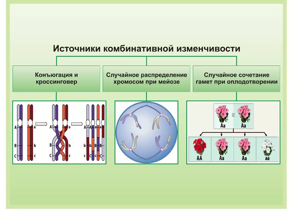 Наследственность и изменчивость клетки. Комбинативная изменчивость источники. причины комбинативной изменчивости схема. комбинативная изменчивость причины. причины наследственной комбинативной изменчивости.