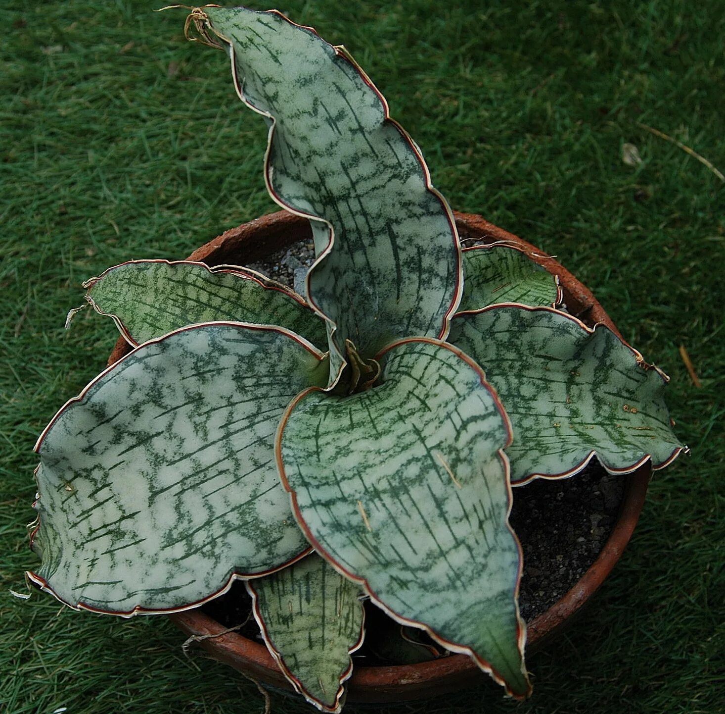 Сансевиерия кирки блю. Сансевьера кирки сильвер блю. Сансевиерия сильвер блю кирка. Сансевиерия кирка sansevieria kirkii. Сансевиерия kirkii silver blue.