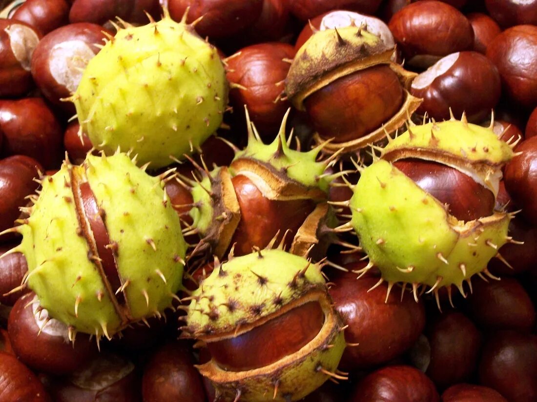 Каштан ягода. Каштан конский (aesculus hippocastanum). Каштан конский орех. Каштан орех. Каштан конский орех.