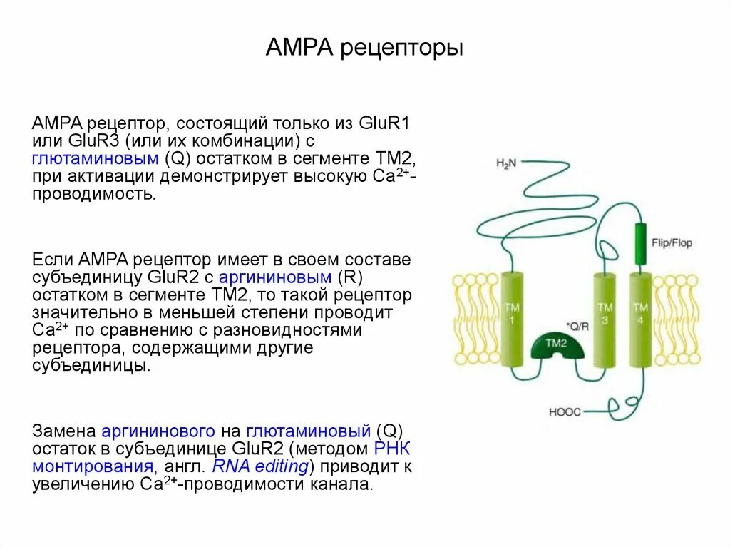 Из чего состоит рецептор. Амра рецепторы. ampa рецепторы это. глутаматные ampa-рецепторы. структура амра рецептора.