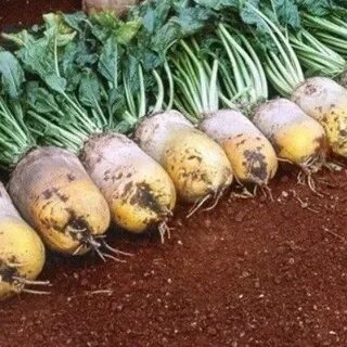 Кормовая свекла для кур