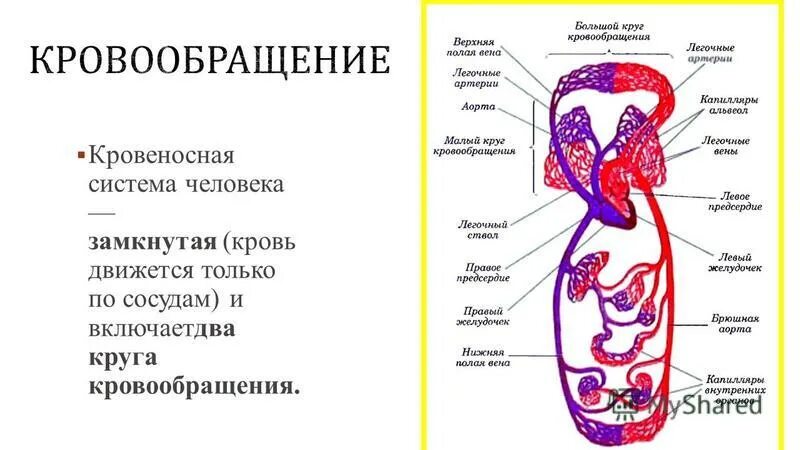 Контрольная работа по теме кровообращения