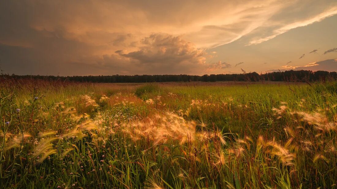июльский бежин луг. утро природа. поле ссср. туманное утро. запах над полями.