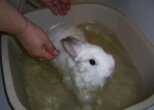 Можно ли мыть кролика декоративного. Кролик купается. Купать декоративного кролика. Кролик моется. Купание кролика декоративного.
