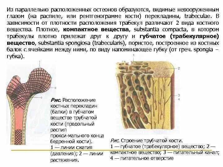 Губчатые кости образуют. Строение костной трабекулы. Костная трабекула строение. Трабекулы губчатого вещества кости гистология. Губчатое костное вещество трабекулы.